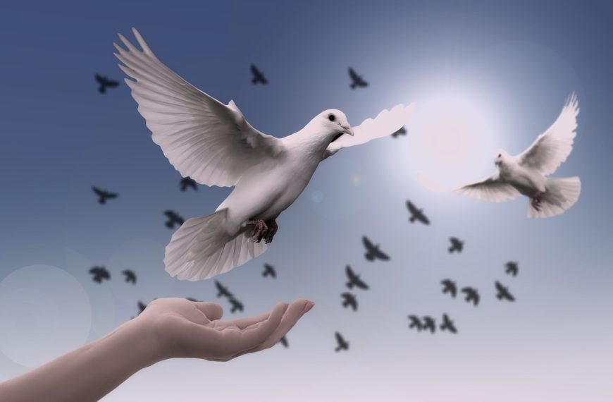 dove, peace, freedom-3426187.jpg