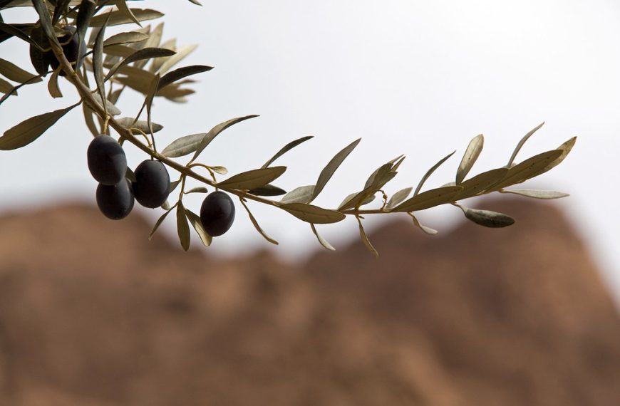Operation Olive Branch: Behind the Veil of Benevolence