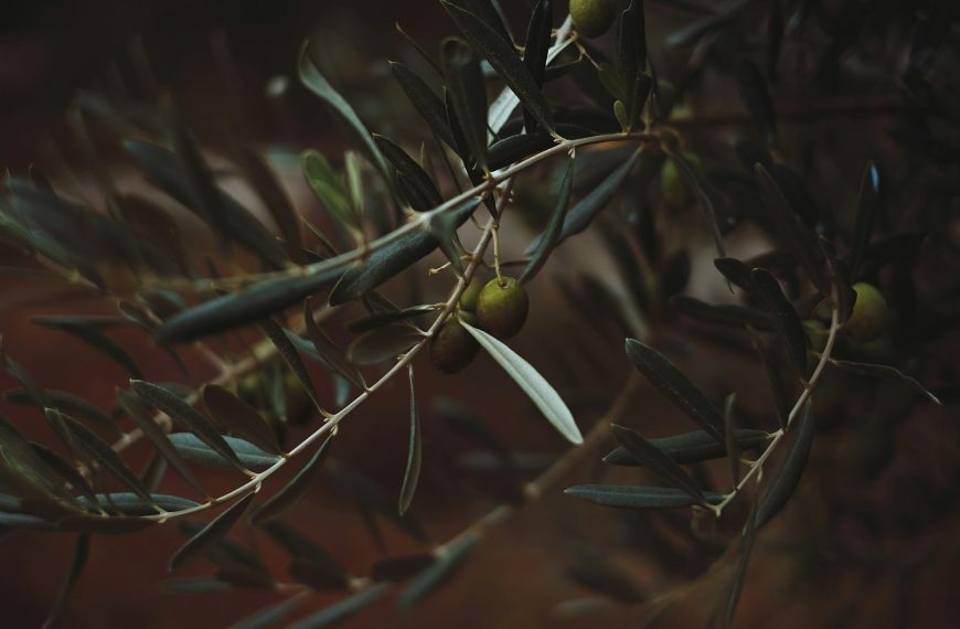 tilt shift photography of green fruit