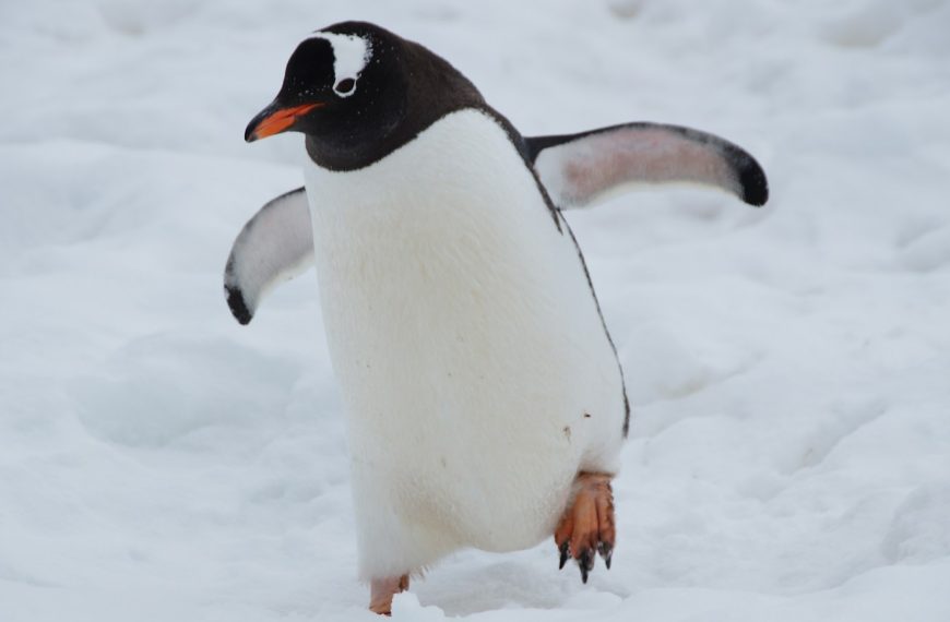 white and black penguin on snow covered ground during daytime
