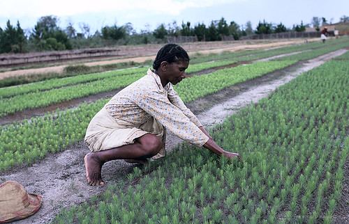Climate Change Drives ‘Climateflation’ Reshaping Global Diets and…